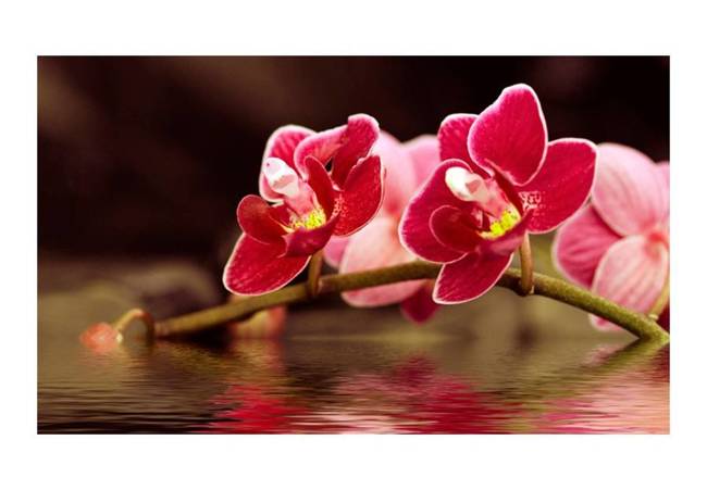Fototapeta - Delikatne orchidee na wodzie